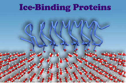 Proteína del hielo